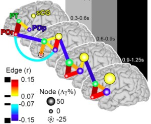 BrainNetworks_Tandon